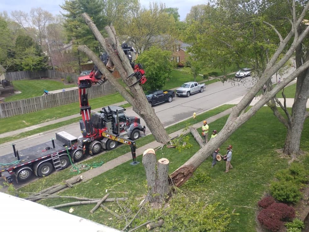 Trapper's Tree Service project 1