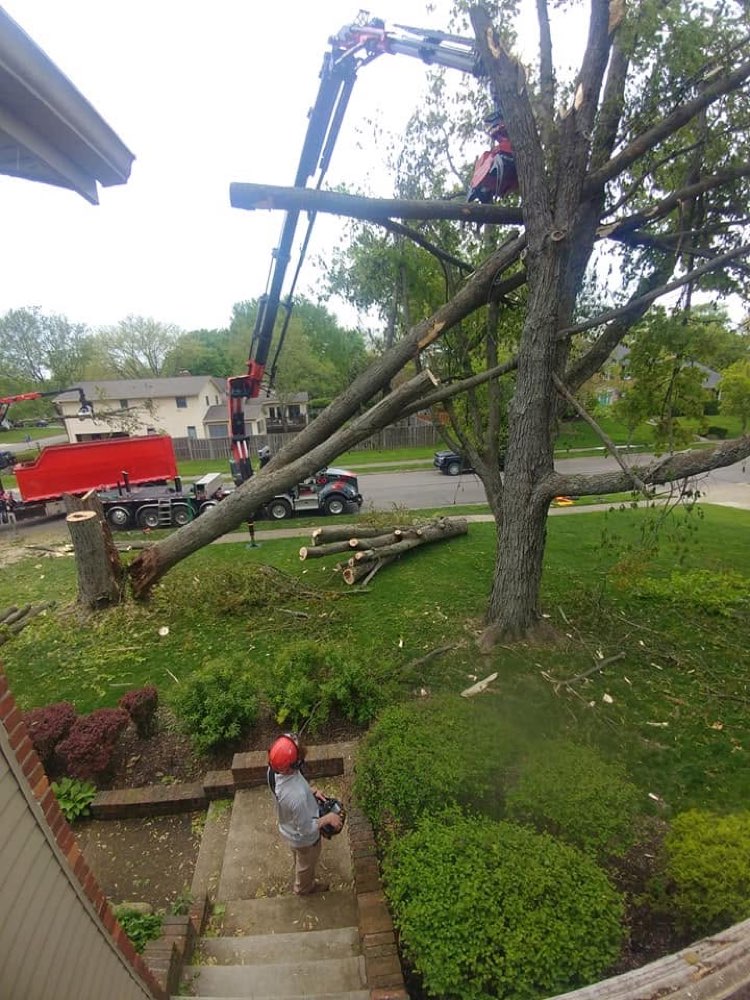 Trapper's Tree Service project 2
