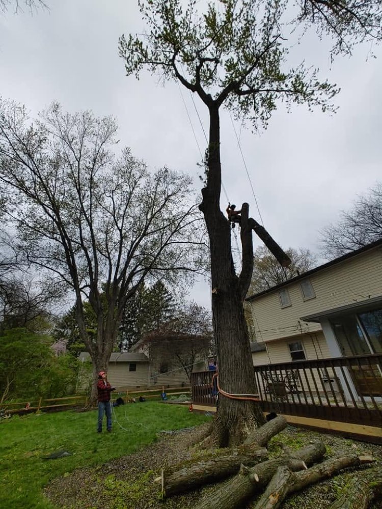 Trapper's Tree Service project 3