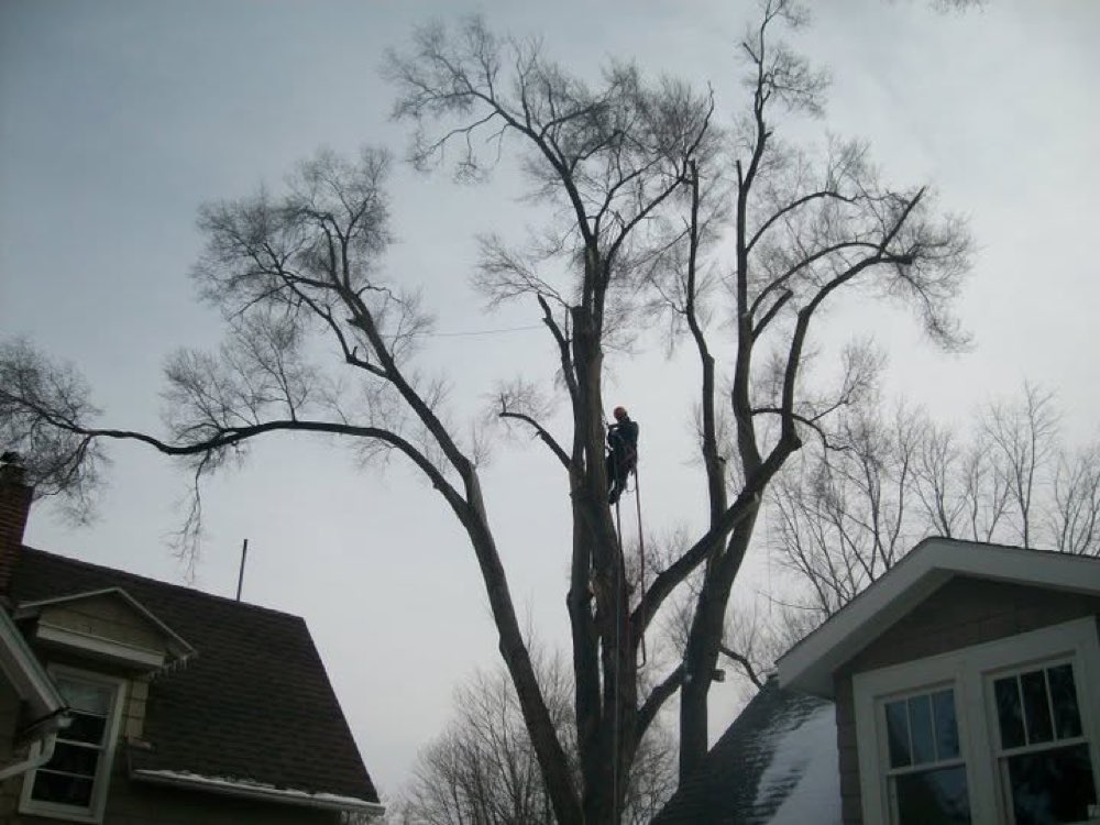 Trapper's Tree Service project 4